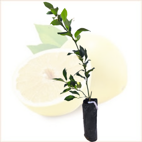 Injerto Limón Criollo
 - Limón dulce
 - Cultivar limones en casa
 - Limón de casa
 - Propiedades del limón
 - Cultivos Borinquen
 - Frutas frescas
 - Jardinería tropical