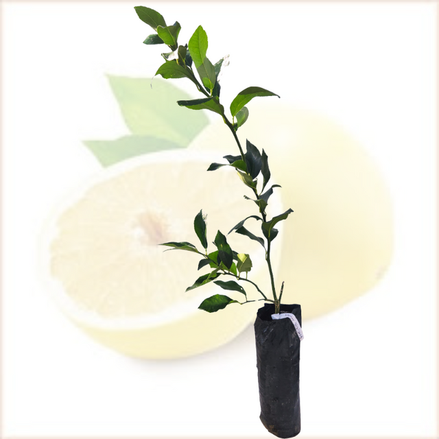Injerto Limón Criollo
 - Limón dulce
 - Cultivar limones en casa
 - Limón de casa
 - Propiedades del limón
 - Cultivos Borinquen
 - Frutas frescas
 - Jardinería tropical