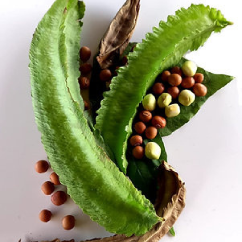 Semillas habichuela alada - Planta completamente comestible