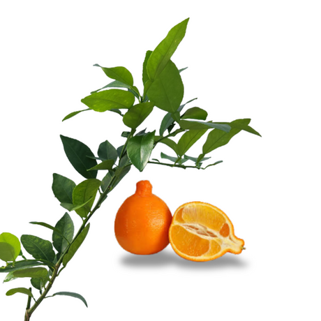 Injerto Tangelo Orlando - Frutas Híbridas - Cultivo de Tangelo - Mandarinas y Toronjas - Agricultura en Puerto Rico - Plantas Frutales