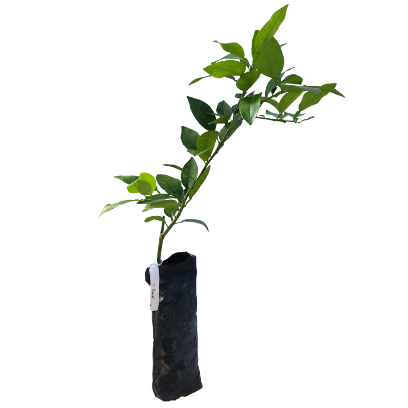 Injerto Tangelo Orlando - Frutas Híbridas - Cultivo de Tangelo - Mandarinas y Toronjas - Agricultura en Puerto Rico - Plantas Frutales
