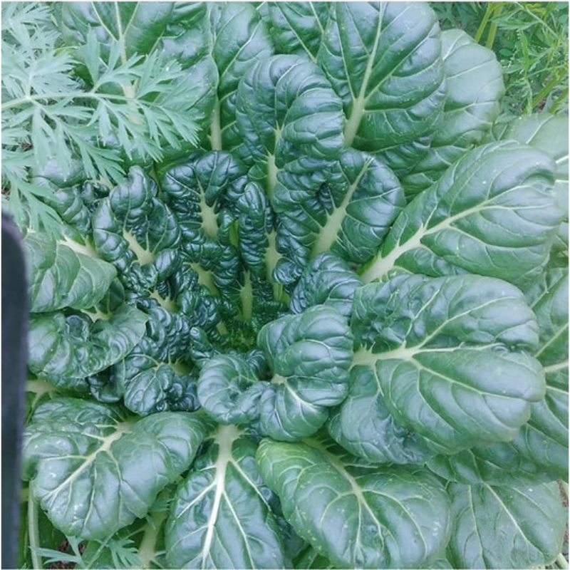 Semillas de tatsoi - Verdura asiática tradicional