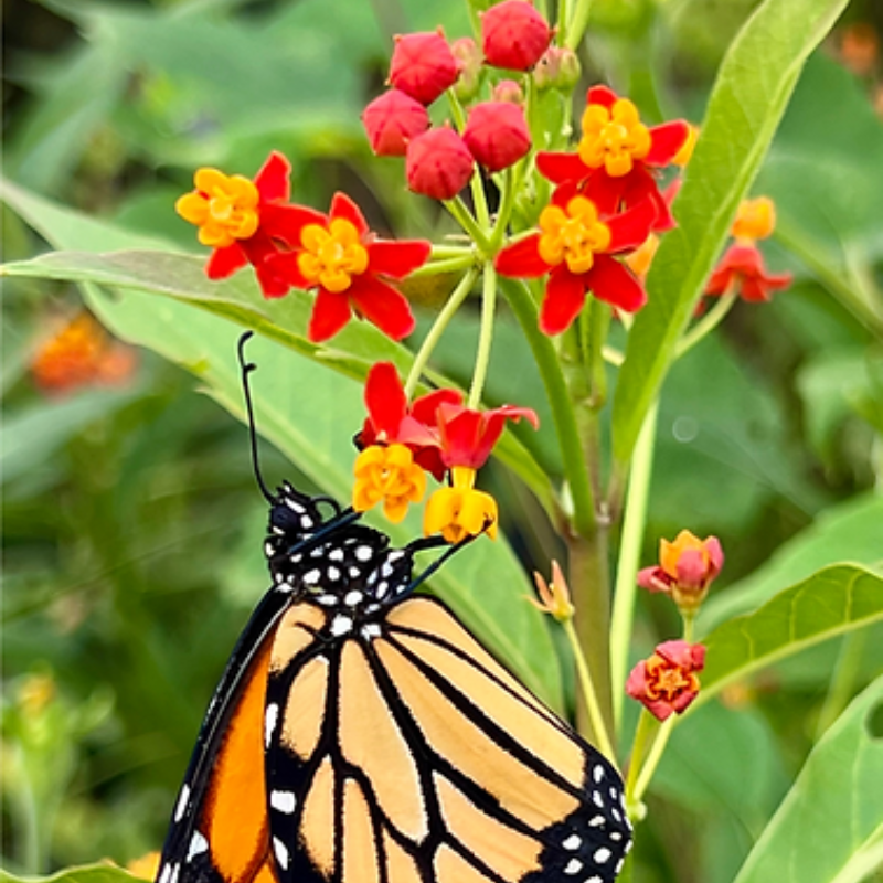 Semillas de algodoncillo - Planta hospedera de monarca