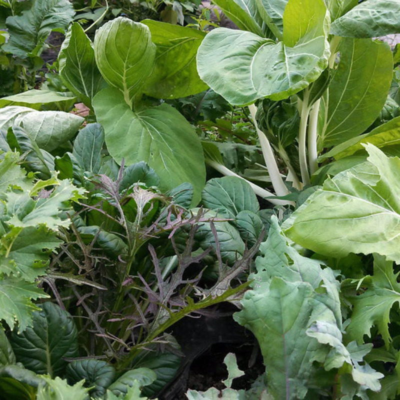 Semillas mostaza mix - Variedad de sabores