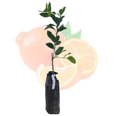 Injerto Tangelo Minneola - Cítricos híbridos - Cultivo de Tangelo - Frutas saludables - Huertos familiares - Vitamina C - Jardinería en casa - Frutas cítricas