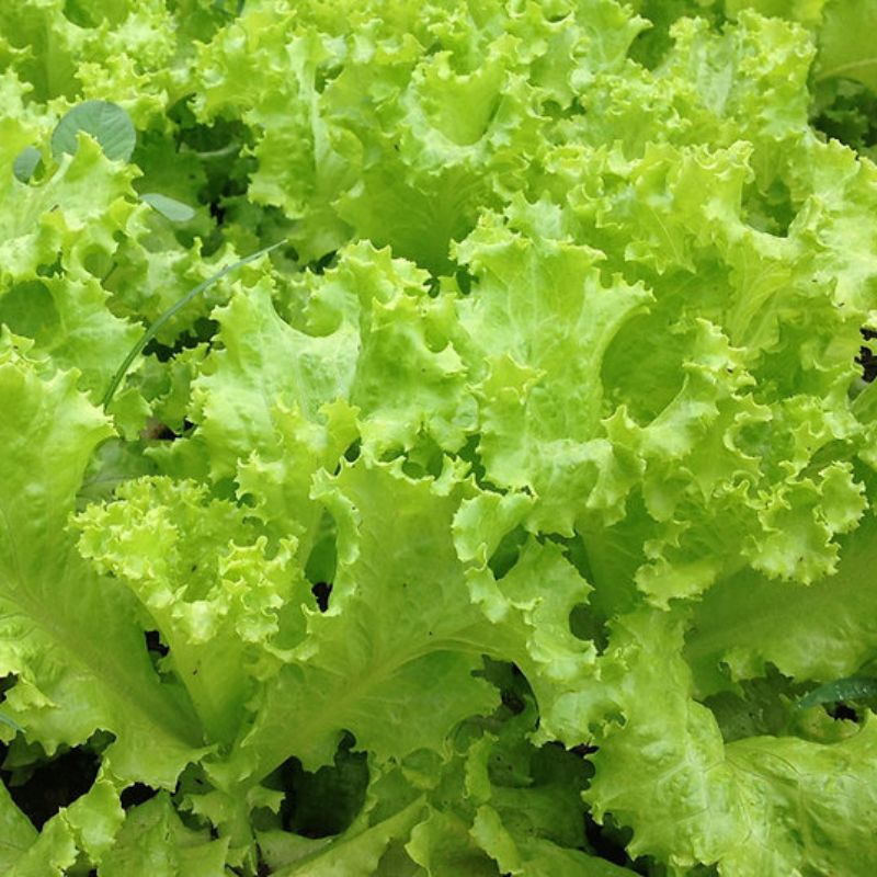 Kit RÁPIDO-70 – Semillas de Cosecha Rápida para Emergencias en Puerto Rico