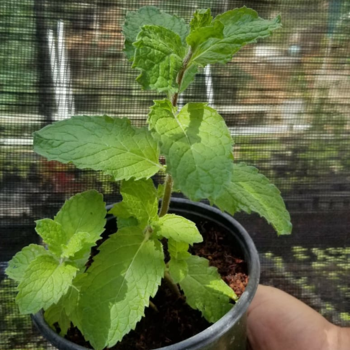 Planta de Hierba buena