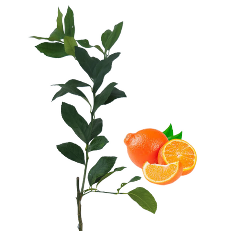 Injerto Tangelo Minneola - Cítricos híbridos - Cultivo de Tangelo - Frutas saludables - Huertos familiares - Vitamina C - Jardinería en casa - Frutas cítricas
