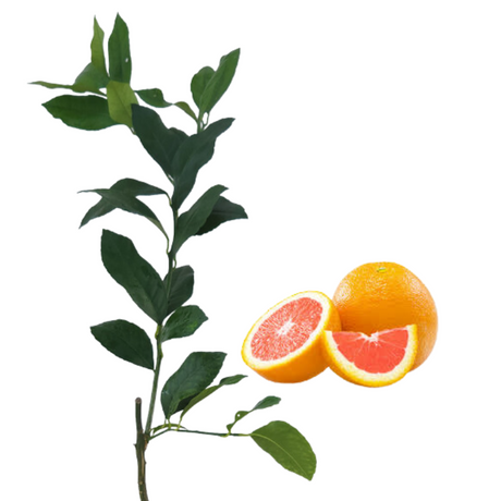 Injerto China Nebo Roja - Cítricos dulces - Cultivo de cítricos - Frutas jugosas - Jardinería en casa - Jardinería en casa - Plantas de fácil cuidado - Frutas saludables - Huertos familiares
