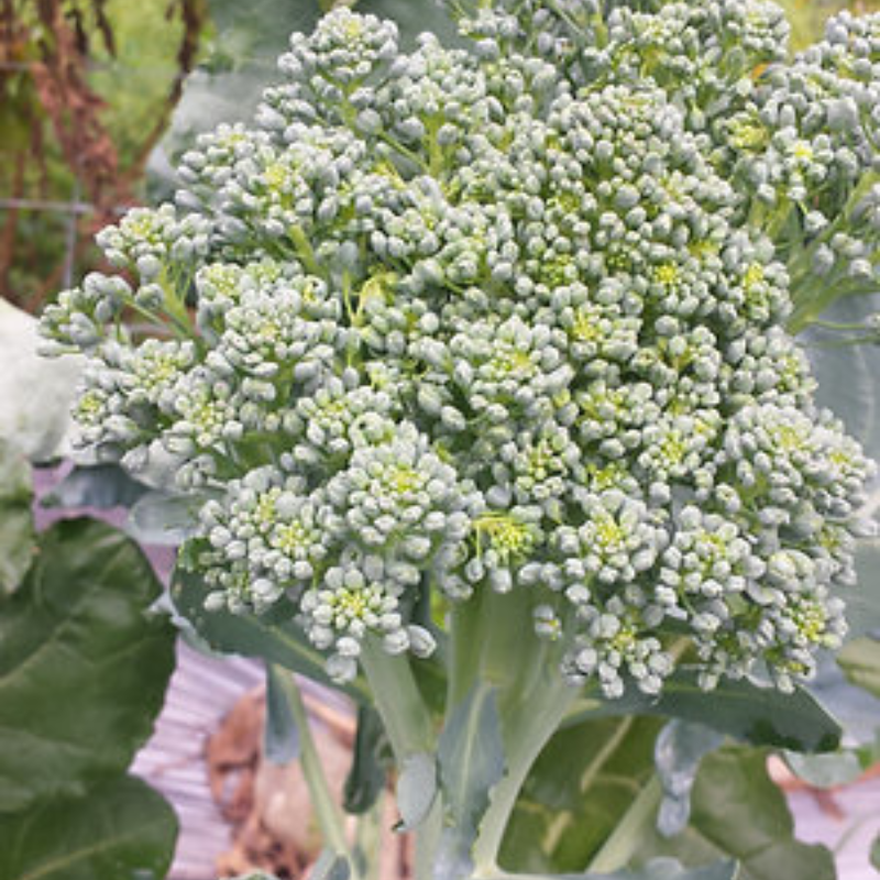 Planta de Brócoli Tropical mostrando cabeza central de 4-6 pulgadas