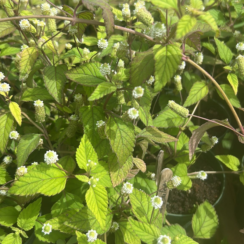Planta de Hierba Dulce en tiesto con hojas verdes listas para cosecha