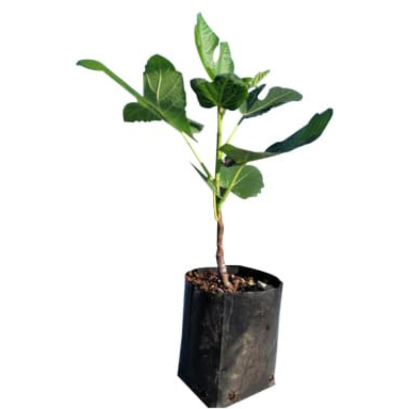 Árbol de higo - Ficus carica - Cultivo de higos - Frutos dulces - Jardinería fácil - Plantas frutales - Beneficios de los higos