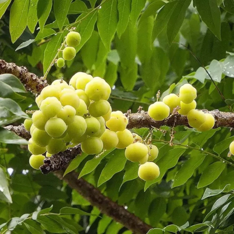 Árbol de grosella - Cultivo de grosellas - Beneficios de las grosellas - Plantar árbol de grosella - Jardinería sostenible - Frutos nutritivos