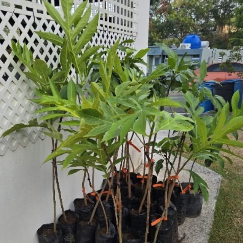 Árbol Panapen
