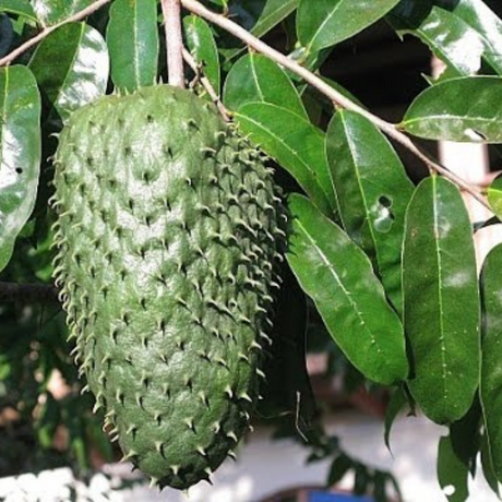 Árbol de guanábana - Annona muricata - Cultivo de guanábana - Frutos tropicales - Plantar guanábana - Jardinería tropical - Frutas exóticas