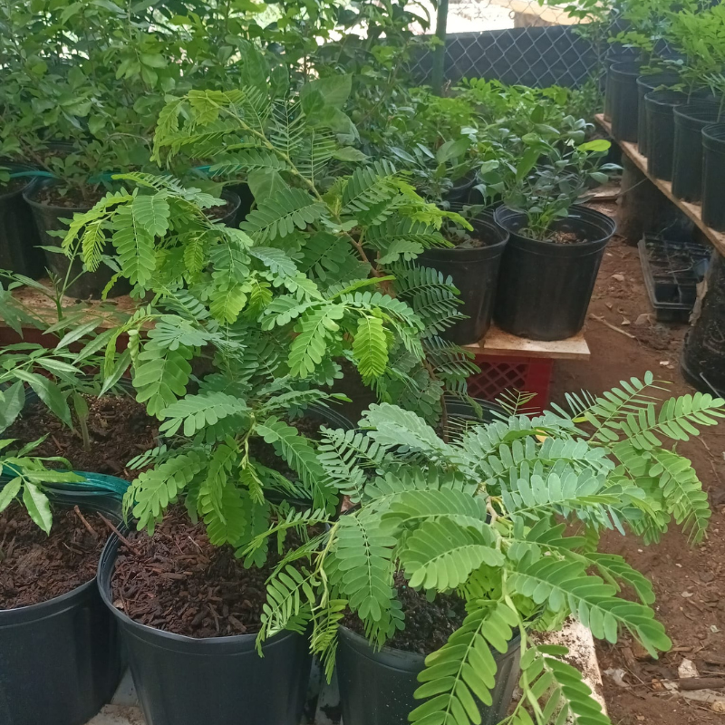 Árbol Tamarindo