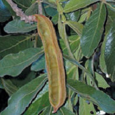 árbol de guama machete - Inga edulis - árbol tropical - sombra para jardines - frutos comestibles - reforestación - plantas ornamentales - cultivo sostenible - mejorar el suelo . fauna silvestre