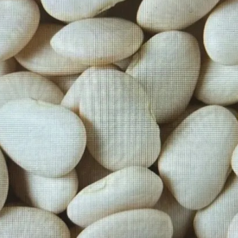 Semillas Habas Blancas