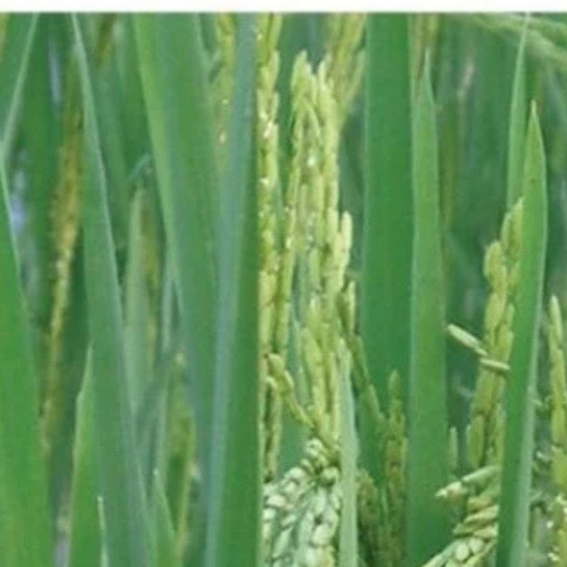 Semillas de arroz secano - Variedad que no requiere inundación
