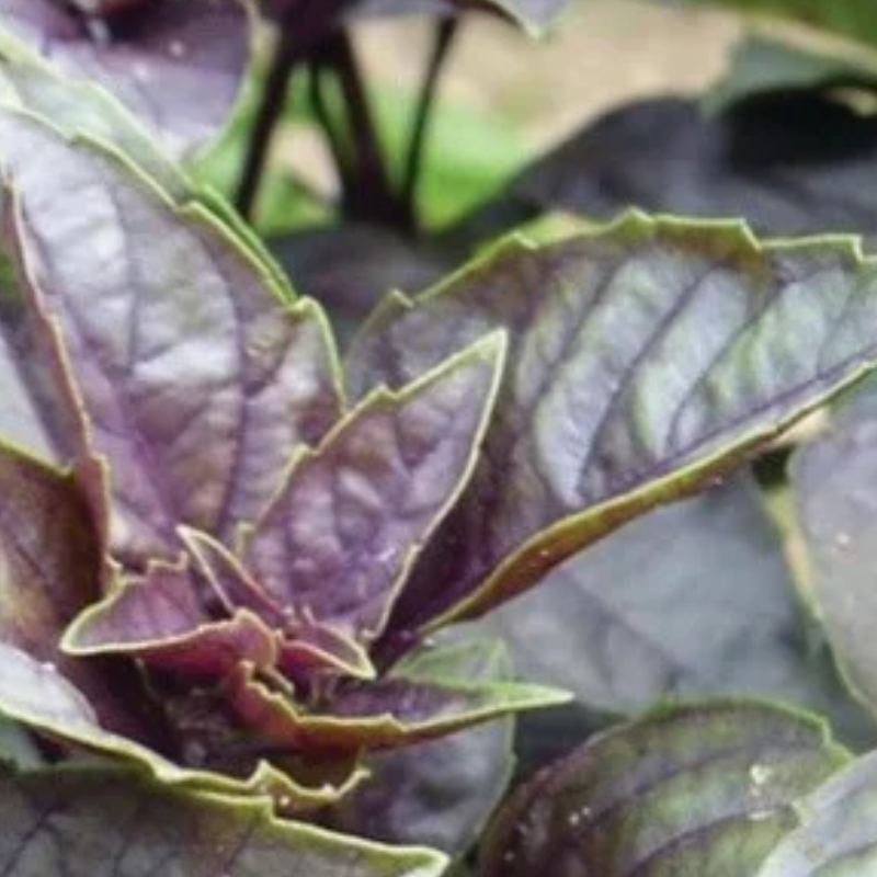 Semilla Albahaca Morada/ Purple Basil "Dark Opal"