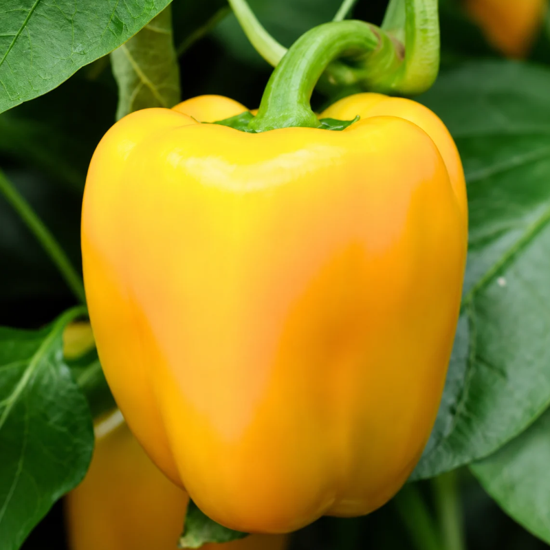Semillas de Pimiento Morrón Amarillo para sembrar