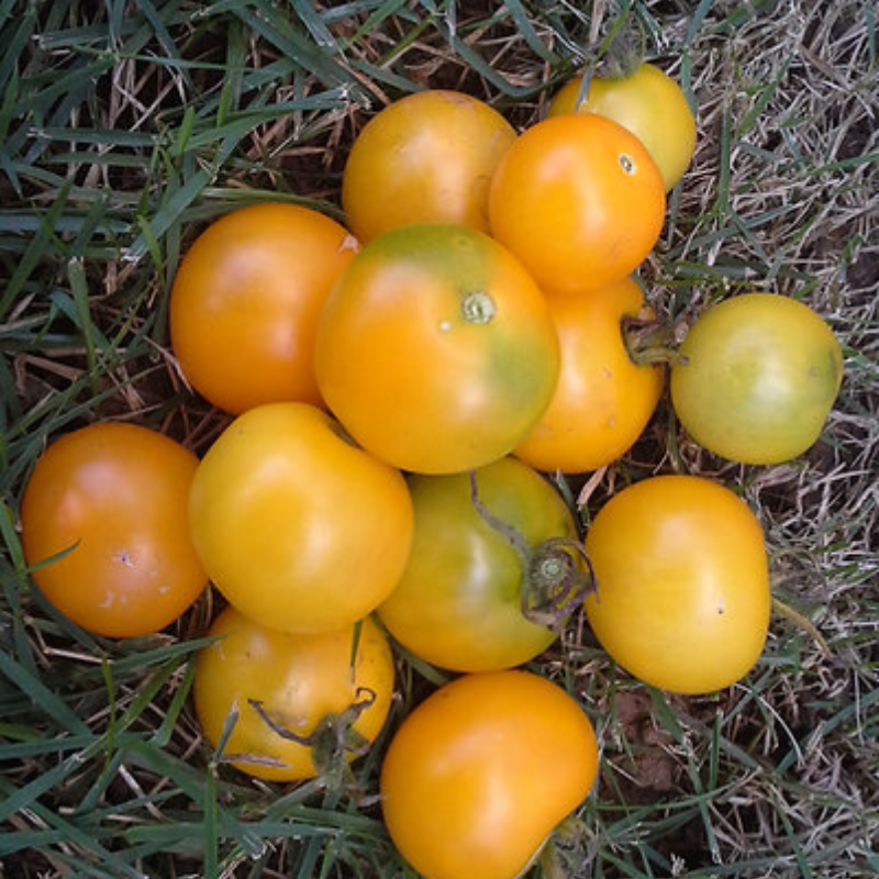 Paquete de Semillas de Tomate Amarillo Heirloom - 60 semillas