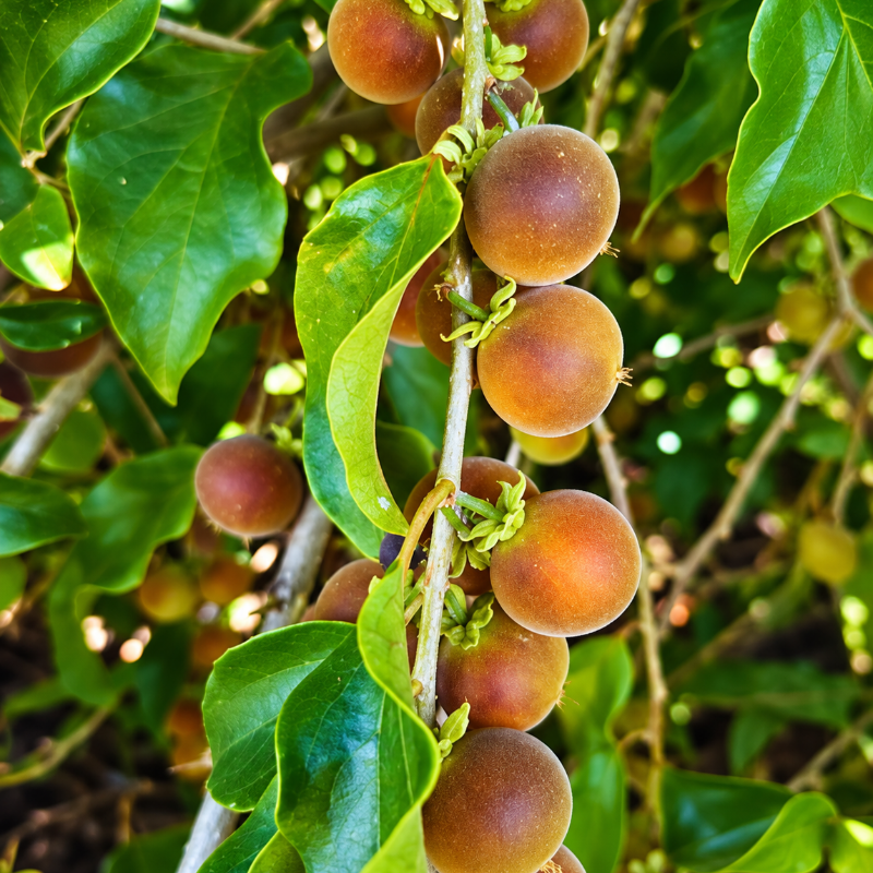 Semillas de Ketembilla Ceylon Gooseberry para sembrar