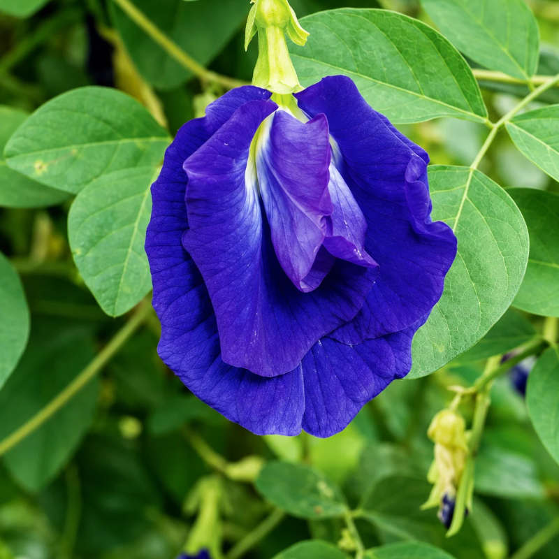 Semillas de Butterfly Pea Clitoria para sembrar