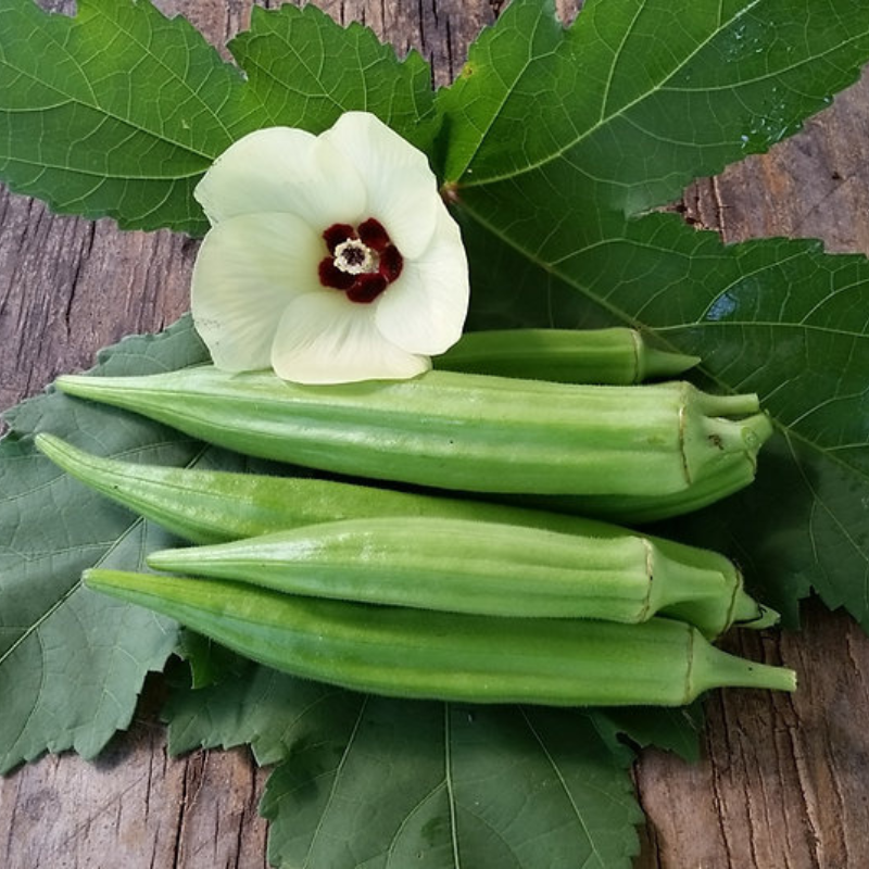 Semillas quimbombó verde - Planta de alta producción