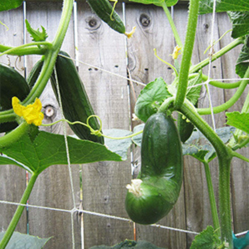 Red de enrejado - Malla para plantas trepadoras - Protección para verduras - Control de plagas - Red antiaves - Soporte para plantas - Jardinería urbana - Cultivos en espacios pequeños