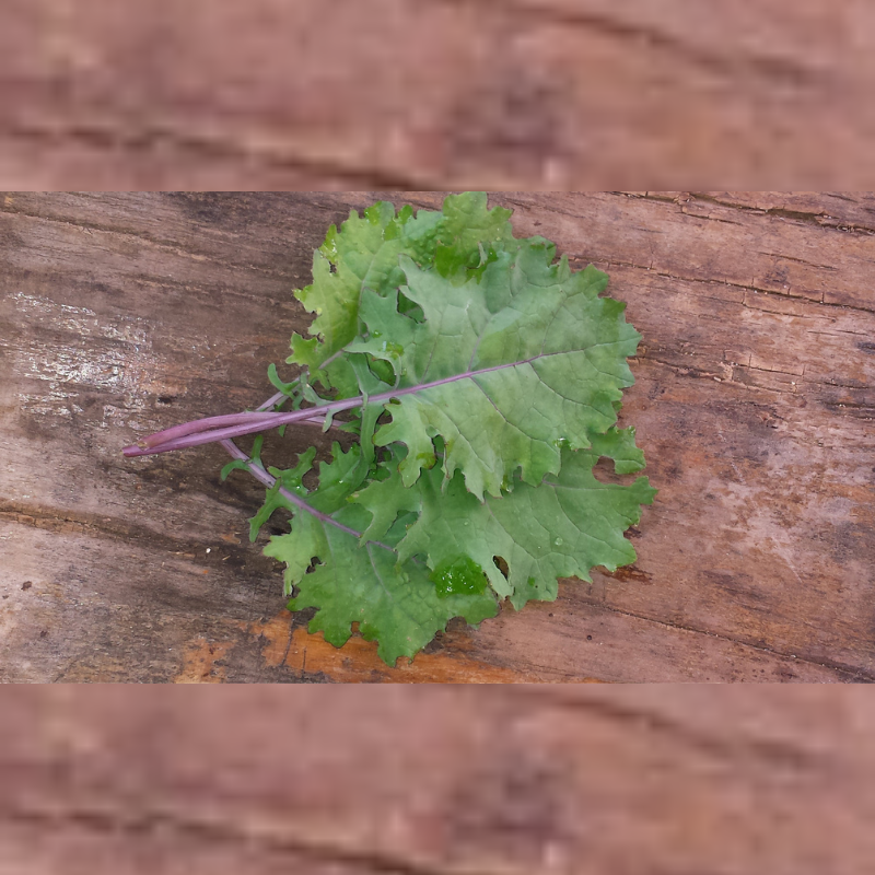 Paquete de Semillas de Col Rizada Rosa Plateada - 200 semillas