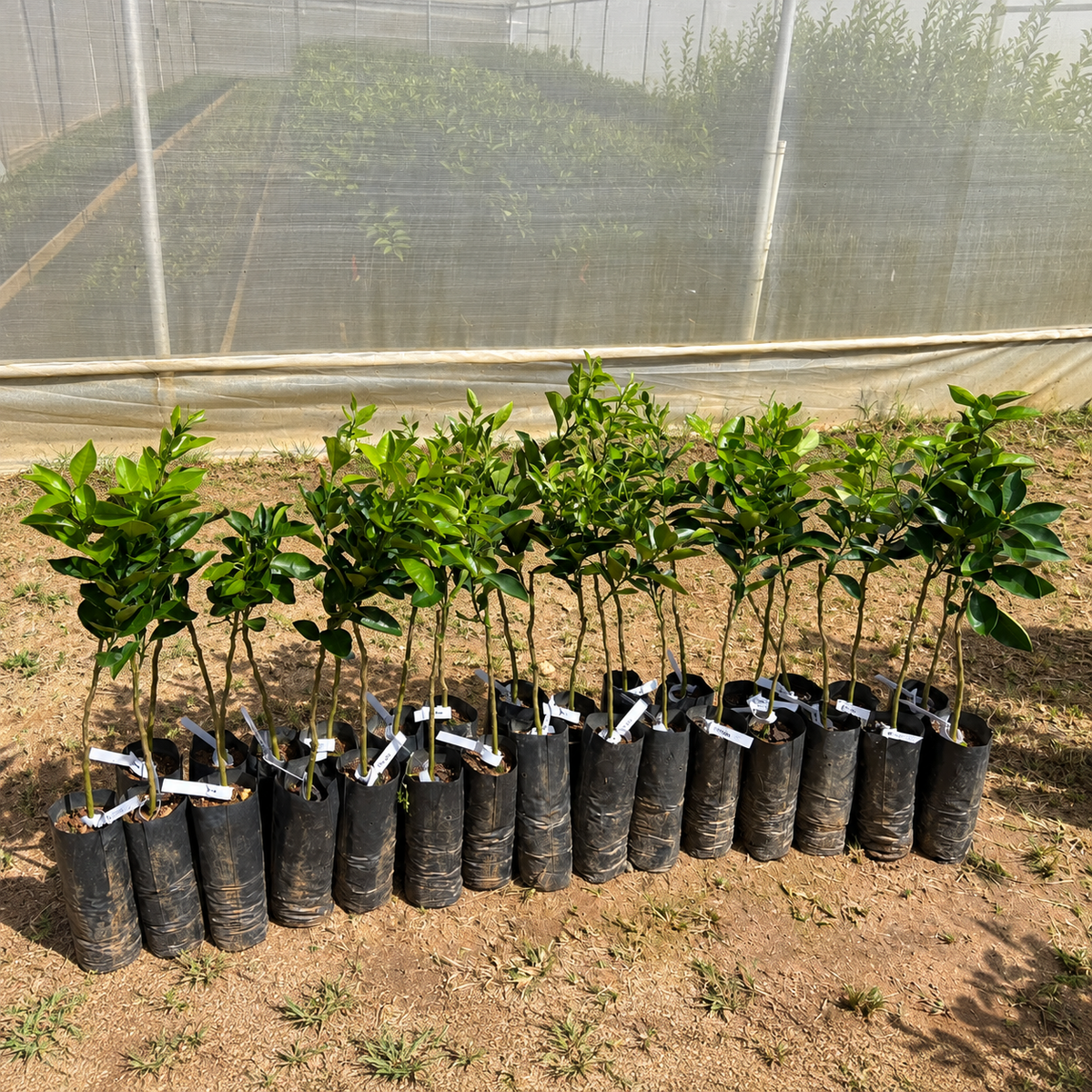 Árbol frutal cítrico China Nebo Roja para sembrar