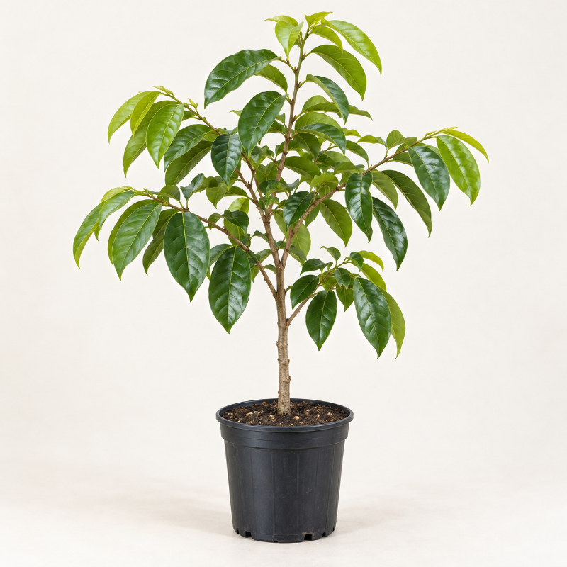 Árbol de Guanábana