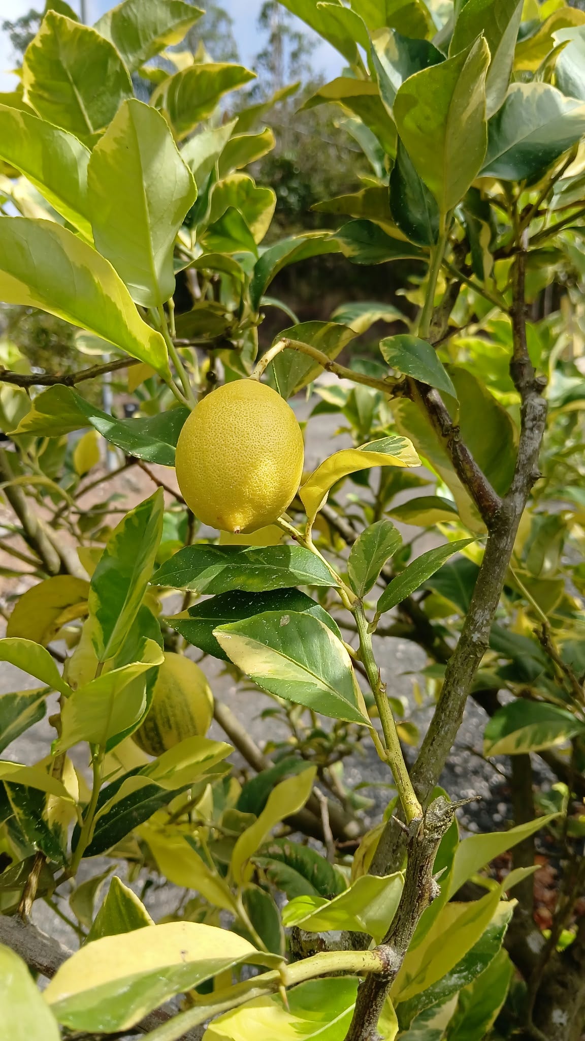 Injerto Limón Eureka