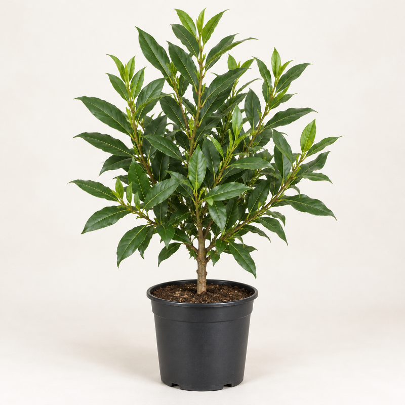 Laurel