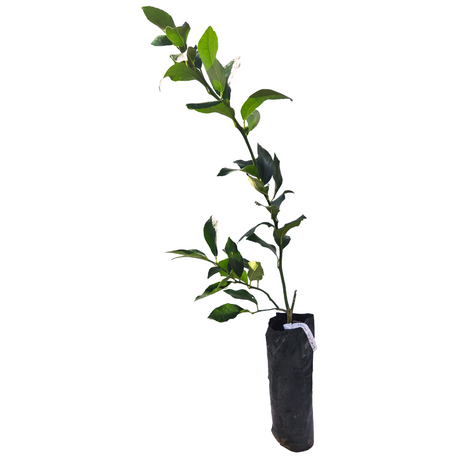Injerto Limón Italian
 - Limón sutil
 - Cultivar limones en casa
 - Limón para cócteles
 - Limón para cócteles
 - Propiedades del limón
 - Cultivos Borinquen
Frutas frescas