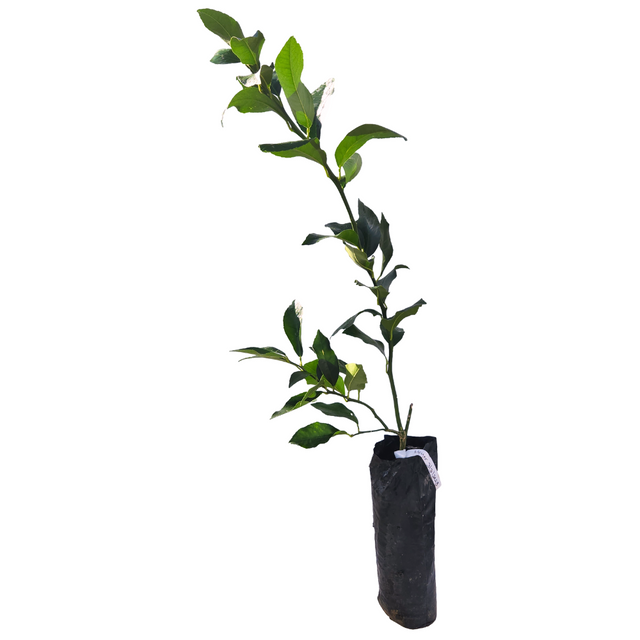 Injerto Limón Italian
 - Limón sutil
 - Cultivar limones en casa
 - Limón para cócteles
 - Limón para cócteles
 - Propiedades del limón
 - Cultivos Borinquen
Frutas frescas