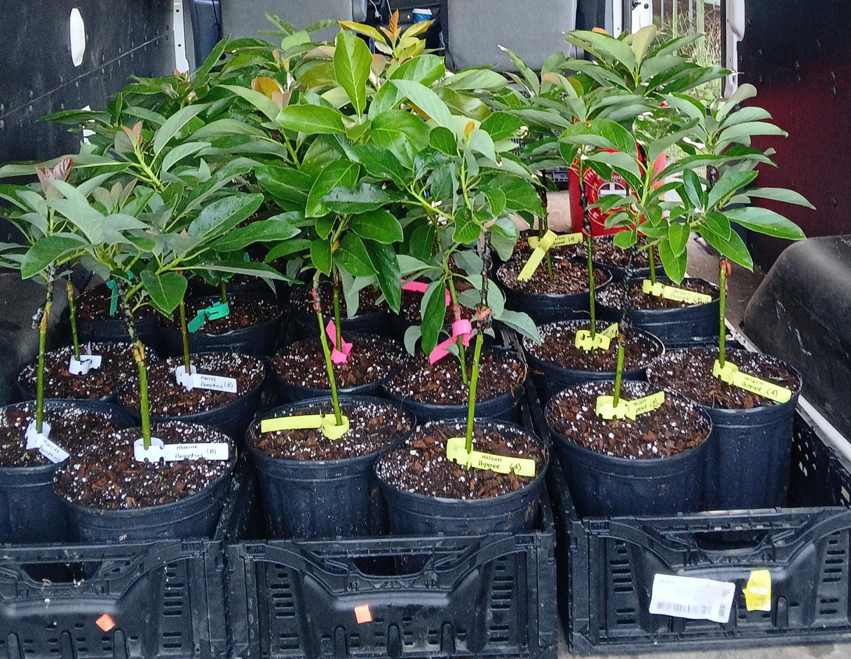 Injerto Mango