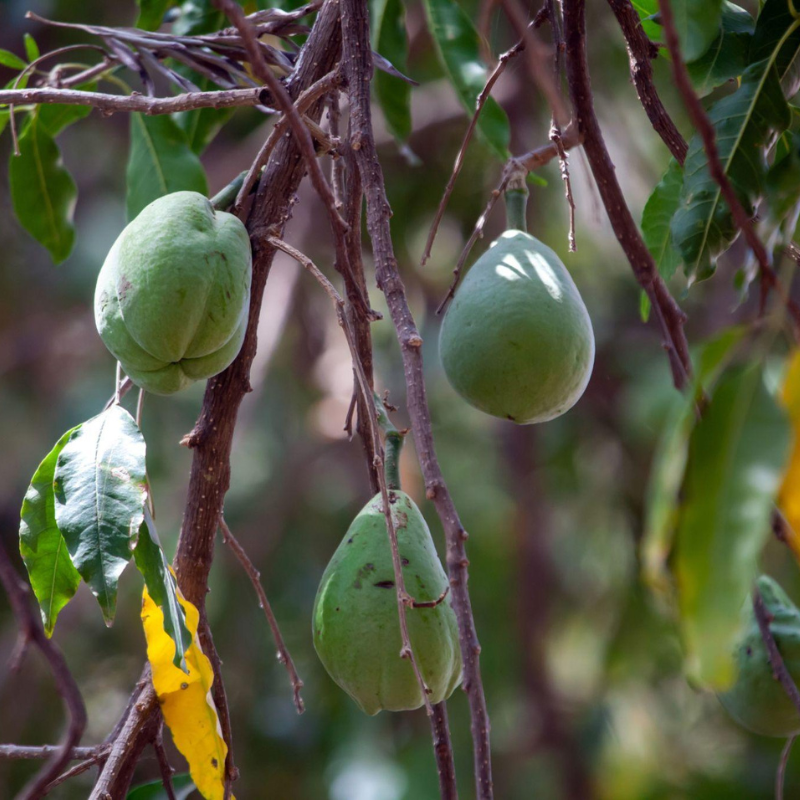 Pera Criolla lista para cosecha en clima cálido