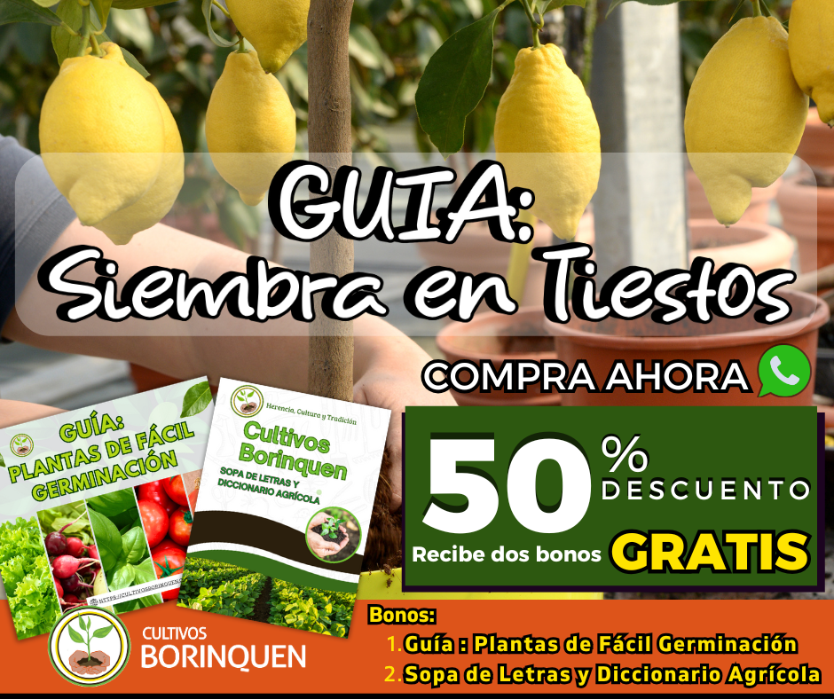 Guía práctica para sembrar en tiestos y cultivar en casa -Pasos sencillos para crear tu huerto en tiestos -Aprende a sembrar en tiestos con Cosecha en casa: guía paso a paso para cultivar en tiestos guía fácil y práctica