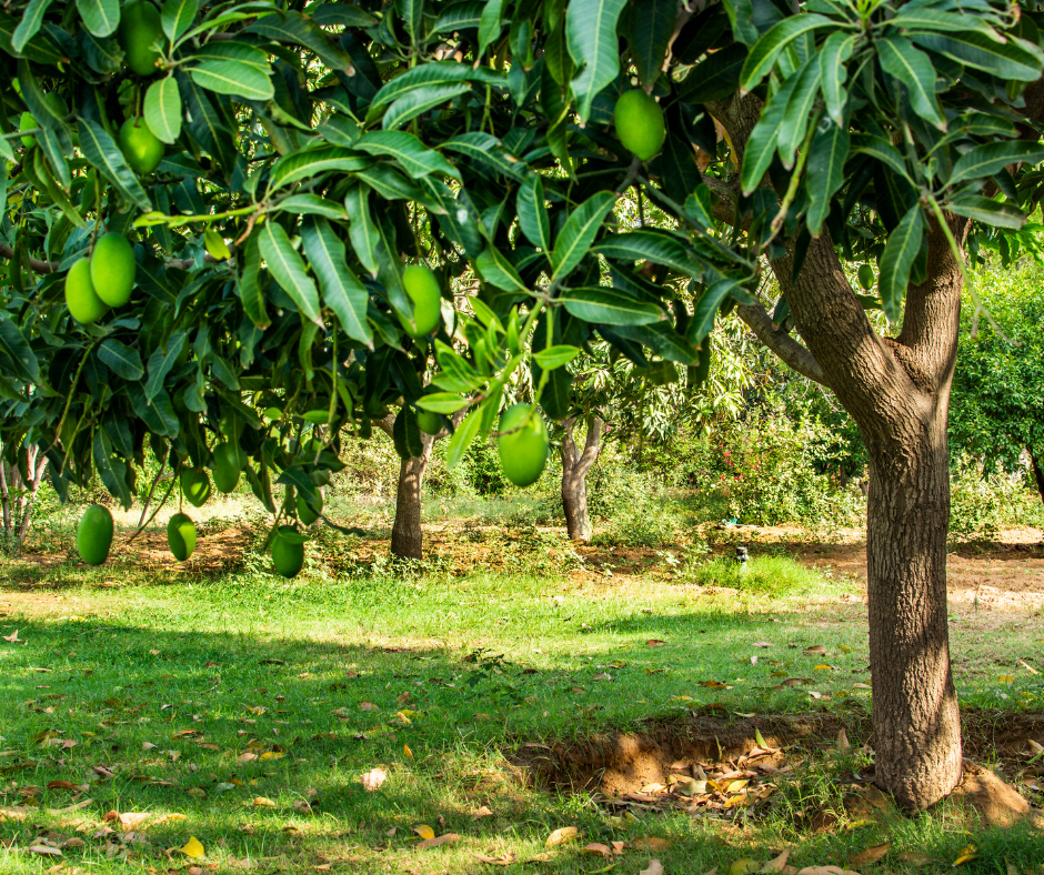 Árbol Mango