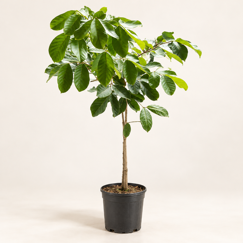 Árbol de Rambután Injerto