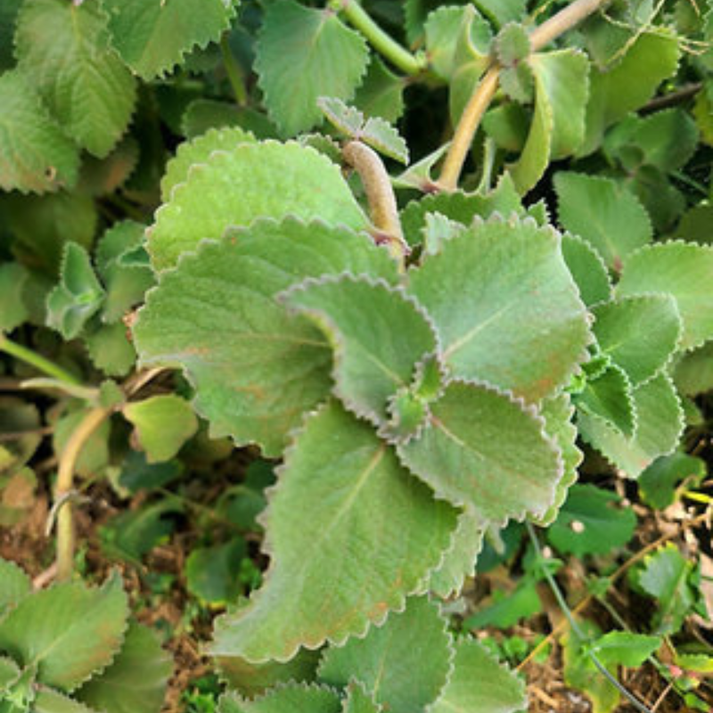 Cultivo de Orégano Brujo - Fácil mantenimiento y alto rendimiento