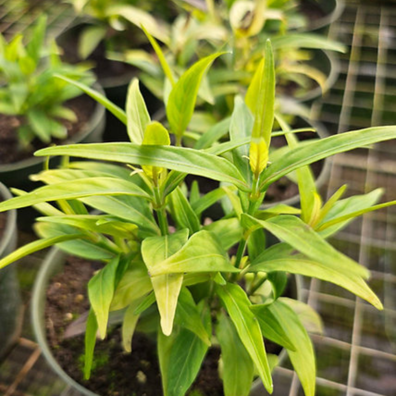 Planta de Tilo - Hojas aromáticas y propiedades relajantes