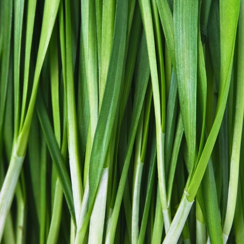 Semilla Cebollino Chives