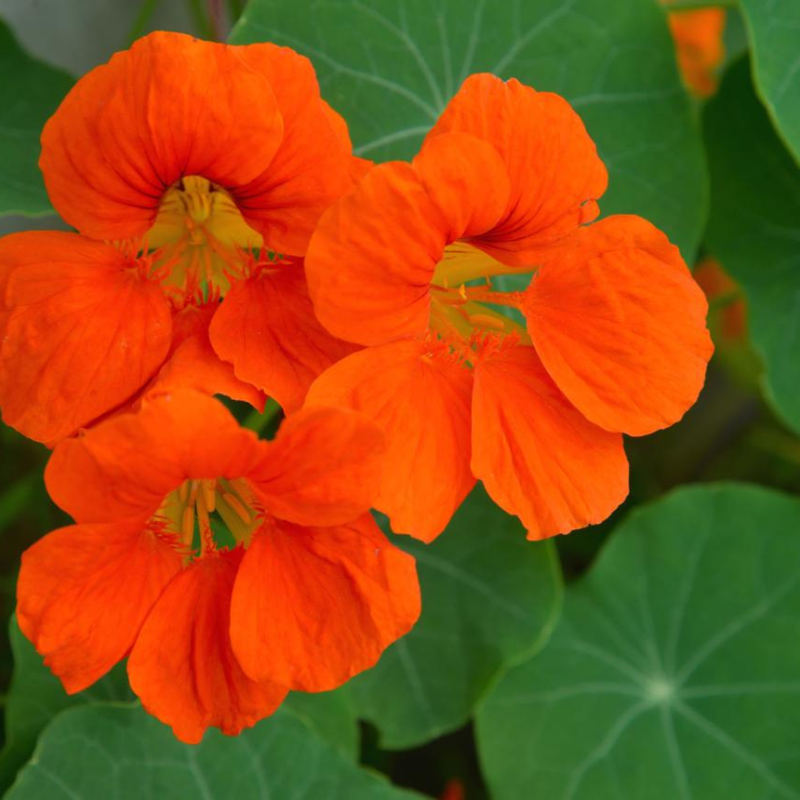Semillas Flor de Nasturcio