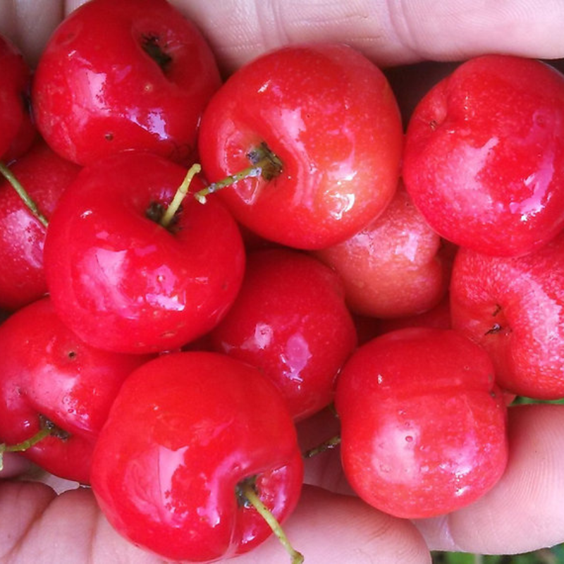 Semillas de acerola - Superfruta tropical