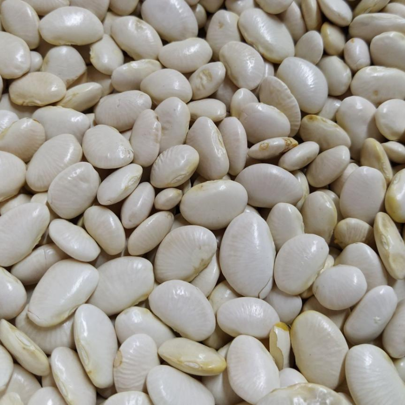 Semillas Habas Blancas