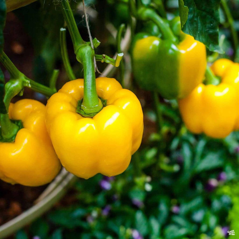 Semillas de Pimiento Morrón Amarillo