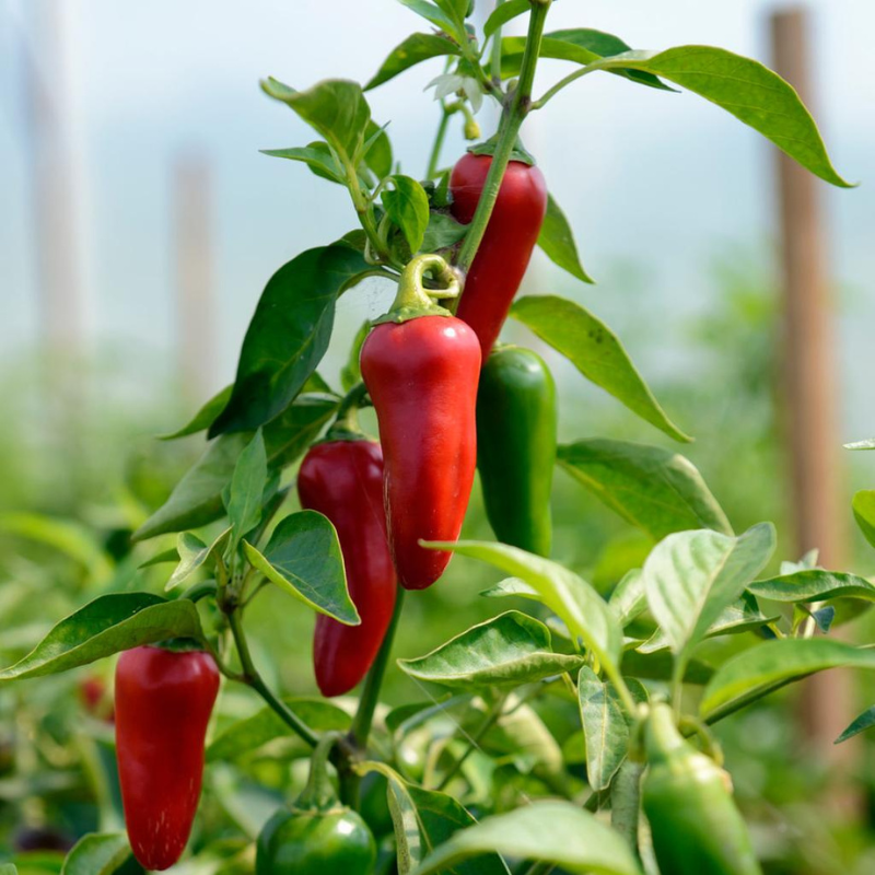 Semillas de Pimiento Jalapeño